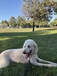 Lost Male Dog last seen 13th street, San Jose, near San Jose state university, San Jose, CA 95112