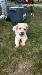 Lost Male Dog last seen Near park Ave , Plainfield, NJ 07060