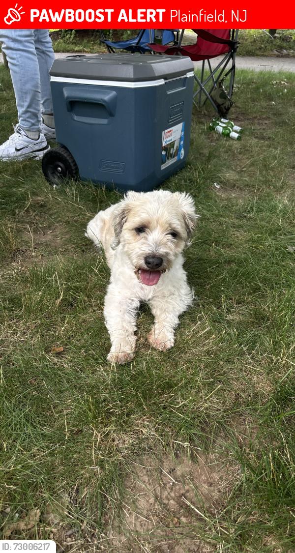 Lost Male Dog last seen Near park Ave , Plainfield, NJ 07060