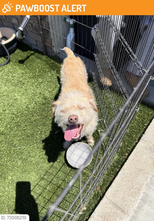 Found/Stray Male Dog last seen New York Ave , La Crescenta-Montrose, CA 91020