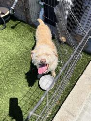 Found/Stray Male Dog last seen New York Ave , La Crescenta-Montrose, CA 91020