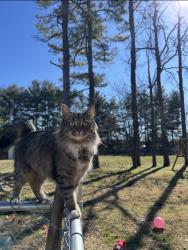 Reunited Female Cat last seen Redbud Dr, Murfreesboro, TN 37128, USA, Murfreesboro, TN 37128