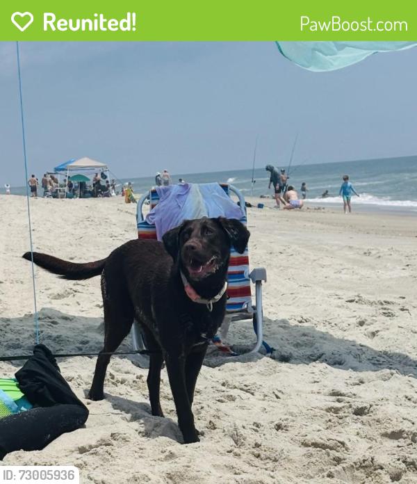 Reunited Female Dog last seen Holly Tree Road , Wilmington, NC 28409