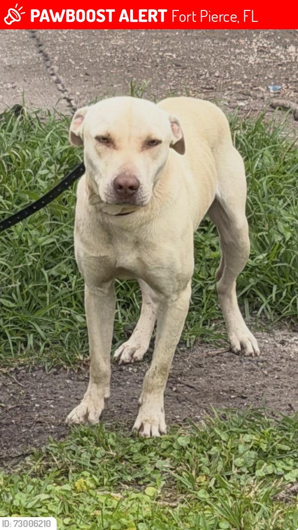 Lost Male Dog last seen Near N 23rd St Fort Pierce, FL , Fort Pierce, FL 34947