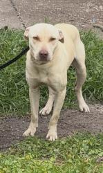 Lost Male Dog last seen Near N 23rd St Fort Pierce, FL , Fort Pierce, FL 34947