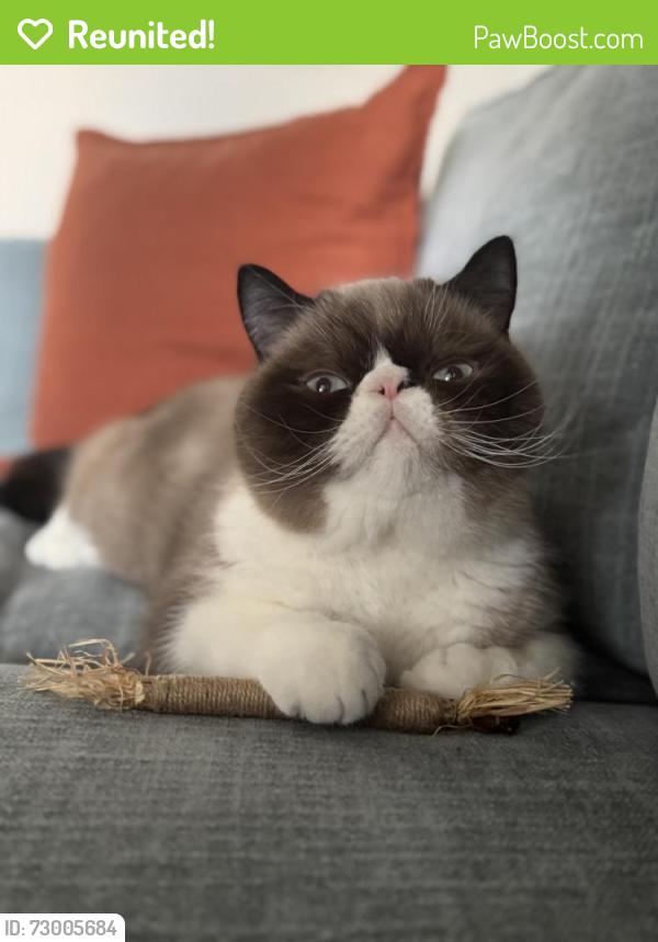 Reunited Male Cat last seen West 52nd Street between 9th & 10th Avenues, New York, NY 10019