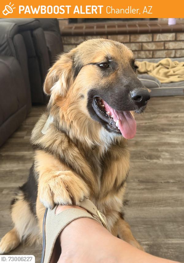Found/Stray Male Dog last seen Hunt Hwy and McQueen , Chandler, AZ 85249