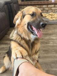 Found/Stray Male Dog last seen Hunt Hwy and McQueen , Chandler, AZ 85249