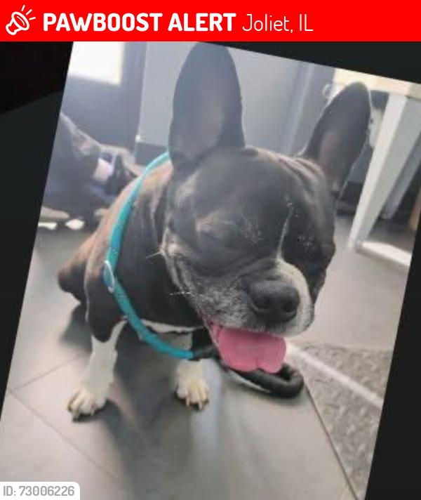 Lost Male Dog last seen Caton Farm and Rt59 jewel osco, Joliet, IL 60586