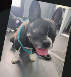 Lost Male Dog last seen Caton Farm and Rt59 jewel osco, Joliet, IL 60586