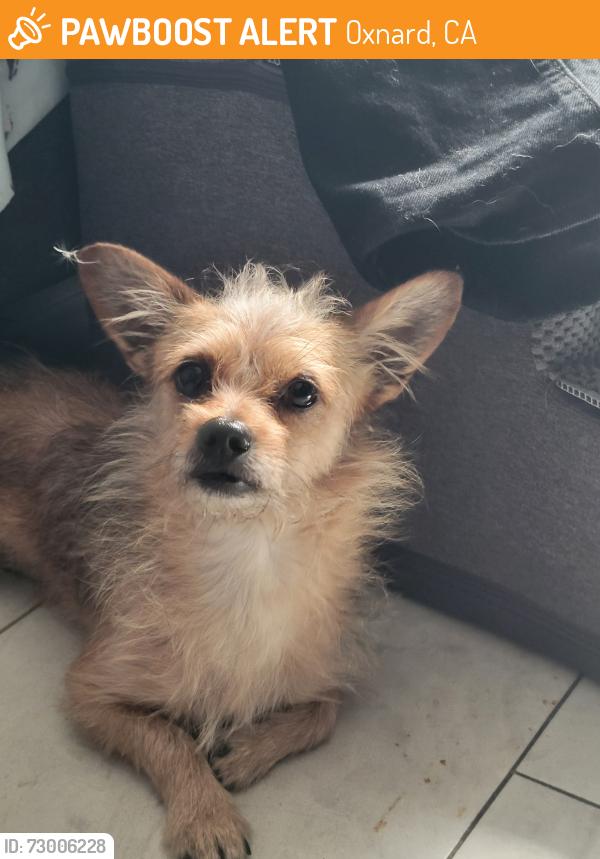 Found/Stray Male Dog last seen ventura road, Oxnard, CA 93033