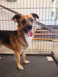 Reunited Male Dog last seen Park Ave and N Cornell St, Hemet, CA 92544