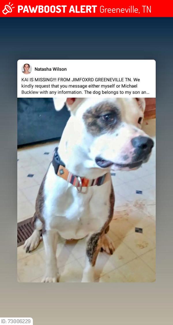Lost Male Dog last seen Near Jim Fox rd Greeneville tn, Greeneville, TN 37743