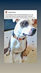 Lost Male Dog last seen Near Jim Fox rd Greeneville tn, Greeneville, TN 37743