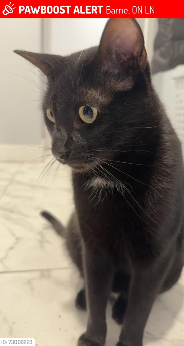 Lost Male Cat last seen Pae Drive & ward st, Barrie, ON L4N