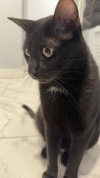 Lost Male Cat last seen Pae Drive & ward st, Barrie, ON L4N
