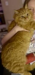 Lost Male Cat last seen St Mary’s Church Rd, Morganton, NC 28655