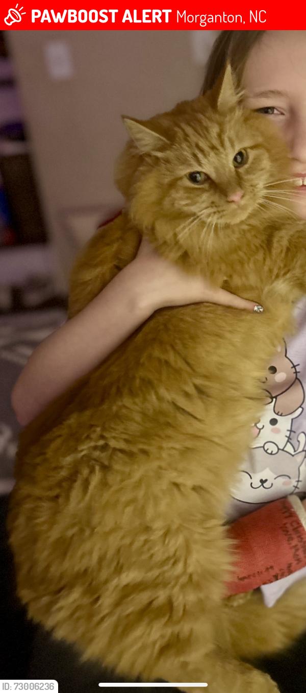 Lost Male Cat last seen St Mary’s Church Rd, Morganton, NC 28655