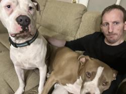 Reunited Female Dog last seen Green valley prky and silver springs , Henderson, NV 89074