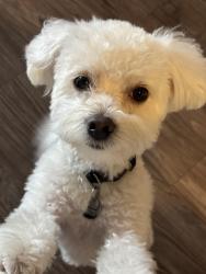 Reunited Male Dog last seen Near Kingswood st 92114, San Diego, CA 92114
