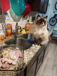 Reunited Male Cat last seen Near Lyndale Ave s, Minneapolis, MN 55405