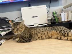 Lost Female Cat last seen Near s 6200 W West Valley Cit6y , West Valley City, UT 84118