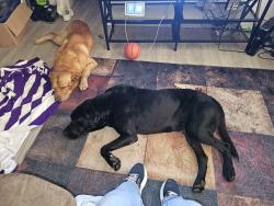 Reunited Male Dog last seen Town East and Galloway. Anthem Town East Apts, Mesquite, TX 75149