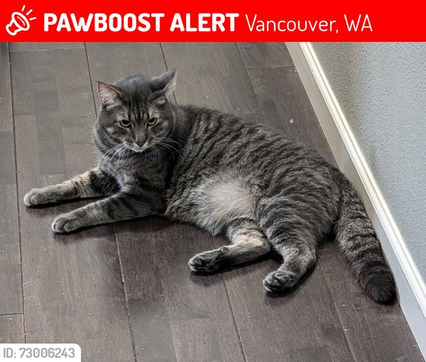 Lost Male Cat last seen 62nd Ave near Andresen, Vancouver, WA 98661