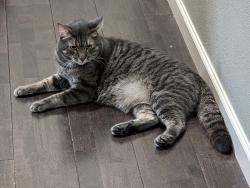 Lost Male Cat last seen 62nd Ave near Andresen, Vancouver, WA 98661