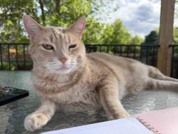 Lost Male Cat last seen Depew and Ken Caryl, Littleton, CO 80128