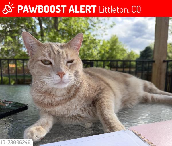 Lost Male Cat last seen Depew and Ken Caryl, Littleton, CO 80128