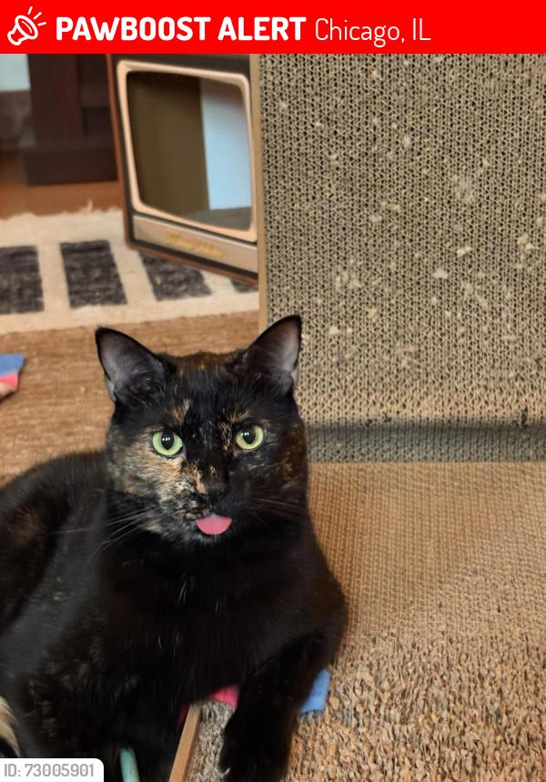 Lost Female Cat last seen Sheridan Cuyler, Chicago, IL 60613