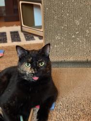 Lost Female Cat last seen Sheridan Cuyler, Chicago, IL 60613