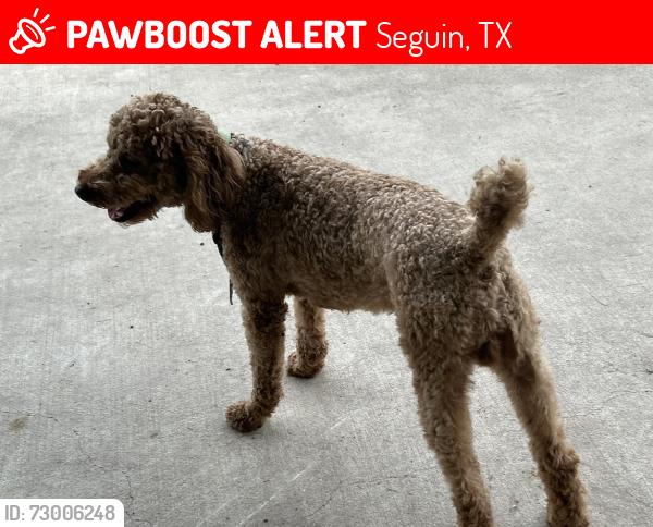 Lost Male Dog last seen huber/link, Seguin, TX 78155