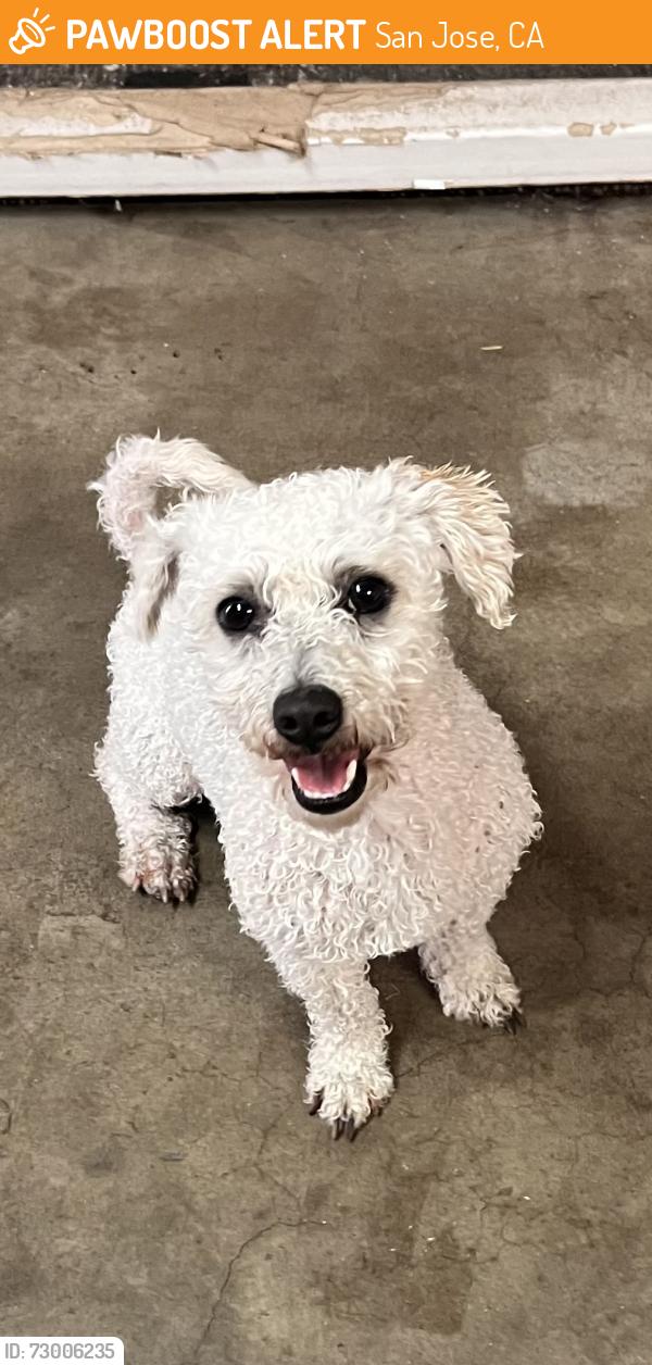 Found/Stray Male Dog last seen Chameran near butcher dog park, San Jose, CA 95120