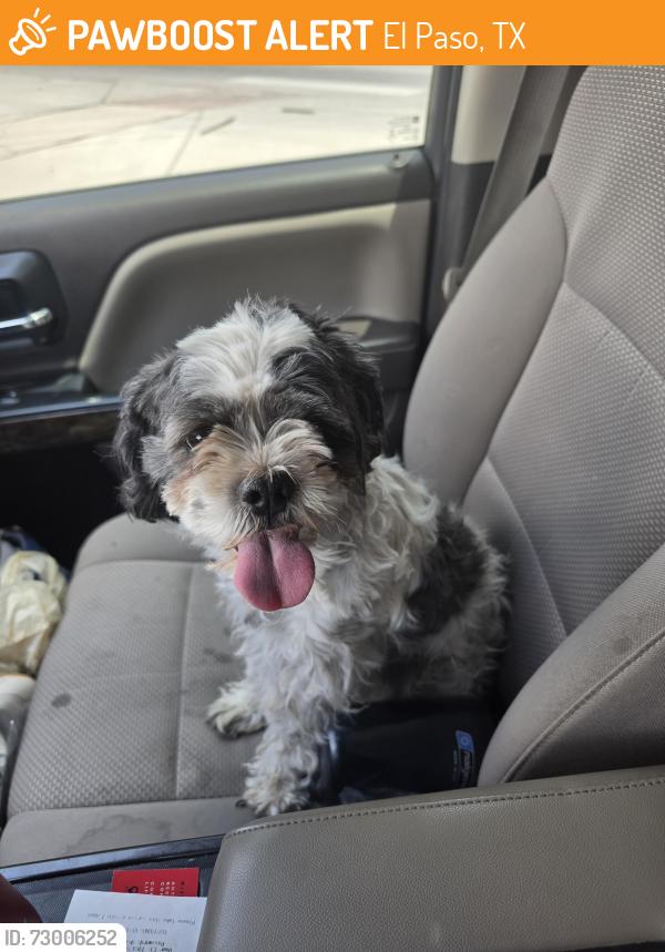 Found/Stray Female Dog last seen Corner of trawood and yarbrough, El Paso, TX 79935