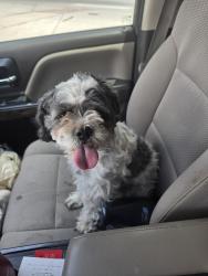 Found/Stray Female Dog last seen Corner of trawood and yarbrough, El Paso, TX 79935