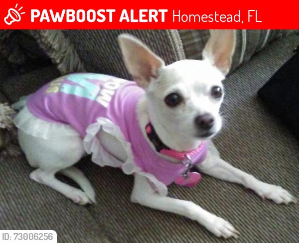 Lost Female Dog last seen Keys Gate Charter School, Homestead, FL 33035
