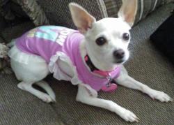 Lost Female Dog last seen Keys Gate Charter School, Homestead, FL 33035