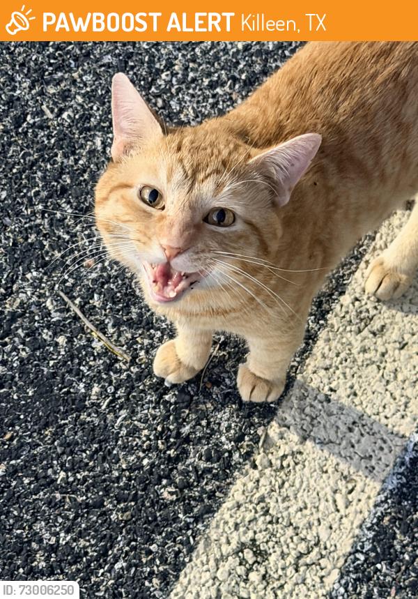 Found/Stray Male Cat last seen Central TX Expressway , Killeen, TX 76542