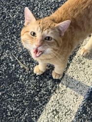Found/Stray Male Cat last seen Central TX Expressway, Killeen, TX 76542