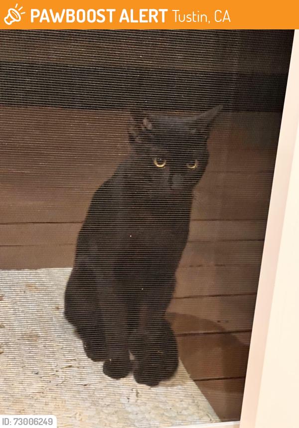 Found/Stray Unknown Cat last seen Yorba, Tustin, CA 92780
