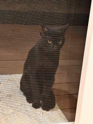 Found/Stray Unknown Cat last seen Yorba, Tustin, CA 92780