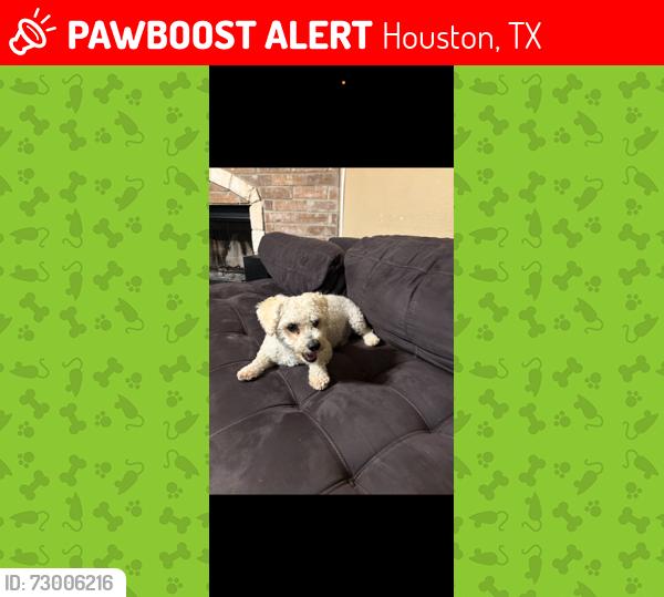 Lost Male Dog last seen Maximos and Corina, Houston, TX 77083