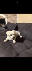 Lost Male Dog last seen Maximos and Corina, Houston, TX 77083