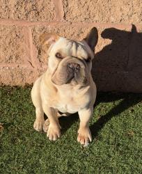 Reunited Male Dog last seen Foggy Glen Ave, Las Vegas, NV 89135, USA, Las Vegas, NV 89135