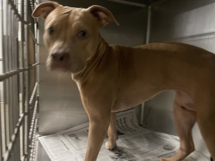 Shelter Stray Female Dog last seen , 14409 Vanowen St, Van Nuys, CA 91405, USA