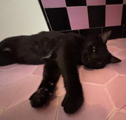 Reunited Female Cat last seen The Teragram Ballroom, Los Angeles, CA 90017