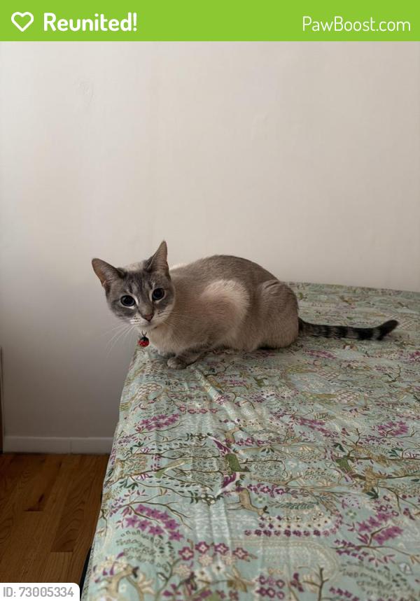Reunited Female Cat last seen Near Mott street , New York, NY 10012