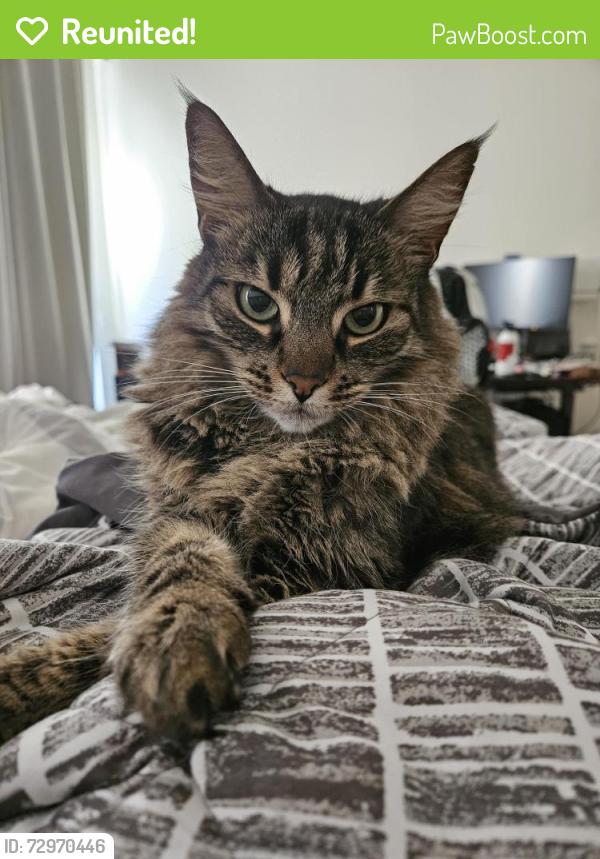 Reunited Female Cat last seen Kumulaau Ohia and Komo Ohia in Kehalani, Wailuku, HI 96793
